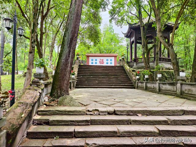 成都徒步（64）·新津篇③观音寺