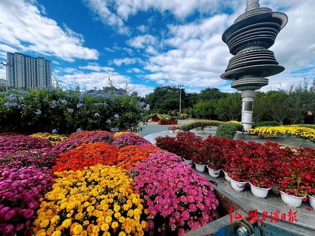 哈尔滨秋季旅游“重头戏”，香坊区第22届菊花展下周启幕！