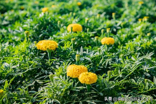 秦皇岛山海关金秋长城菊展开展在即，布展现场抢先看！