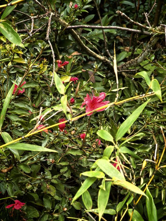 霜降时节，柿林村徒步