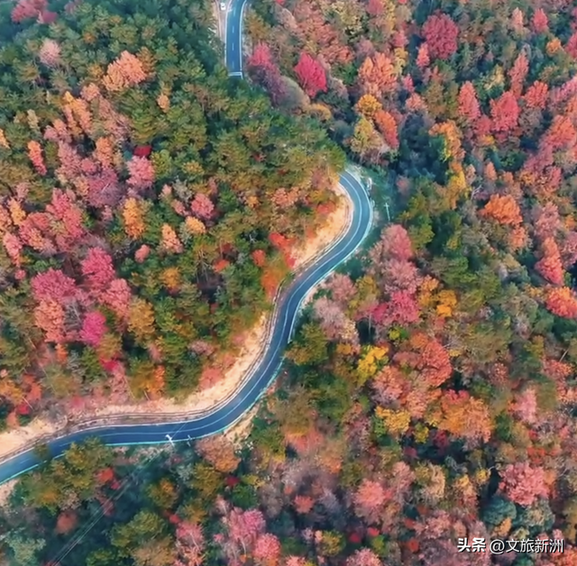 红枫公路、孤独的树......新洲这波秋日「隐藏款」，你知道几个？