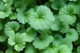 一味被忽视的中药，竟是结石 “克星”！肾结石、胆结石的人要知道图片