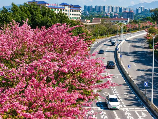 冬日限定浪漫,从化温泉国道丝木棉绽放成粉色长廊