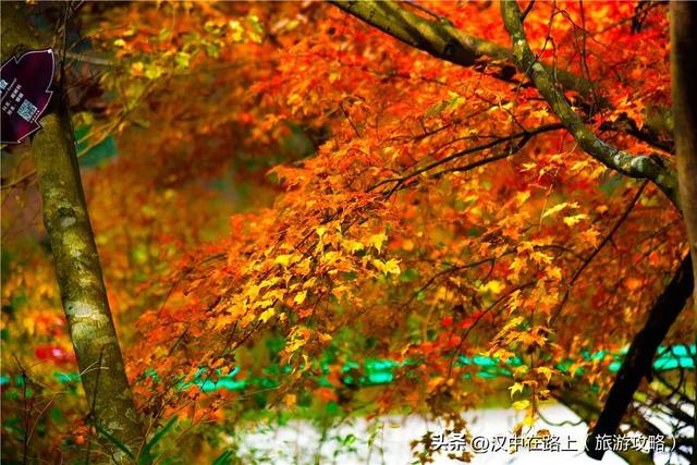 汉中秋景天花板！汉江源的红叶云海，藏不住的惊艳