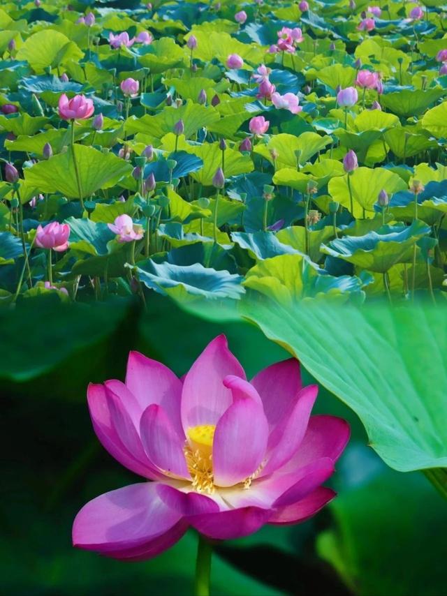 神仙一“夏”！蓬莱夏日好耍地，上线啦