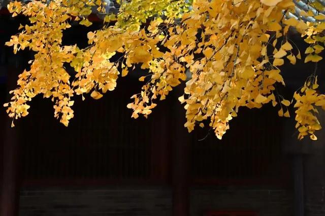 生为山东「银」，何其有「杏」！