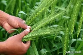 5月份决定小麦高产或减产，因为，80%的产量来自灌浆期图片