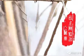 辨词：山鹛 体形修长的鸟图片