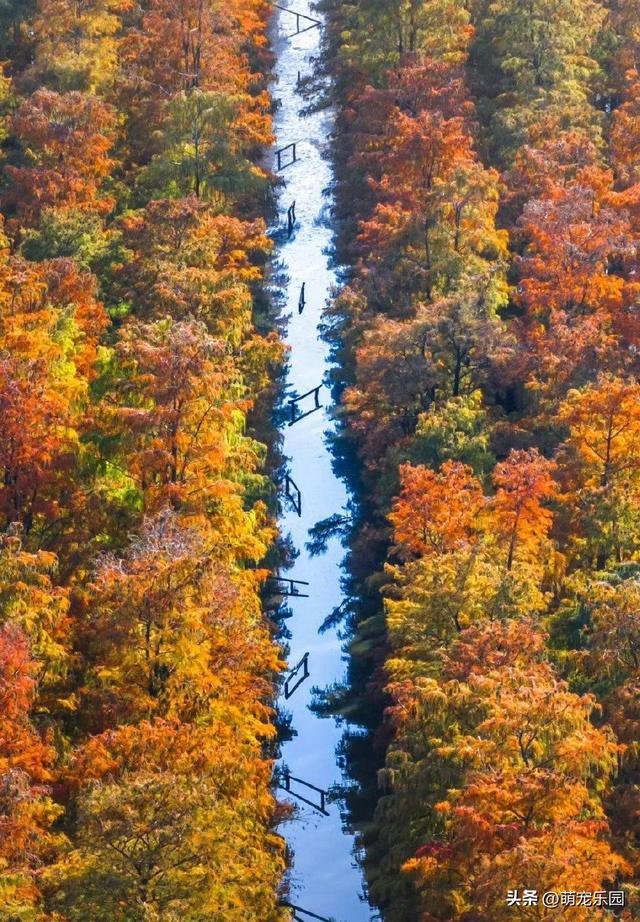 涨渡湖水杉林悄然燃烧，火红倒影美如画，错过再等一年