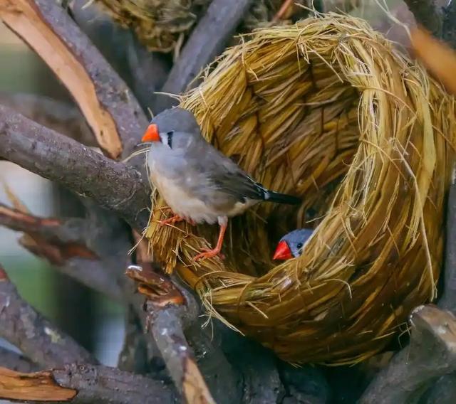 颠覆认知！10厘米小鸟竟有三层朋友圈，社交逻辑和人类神同步？