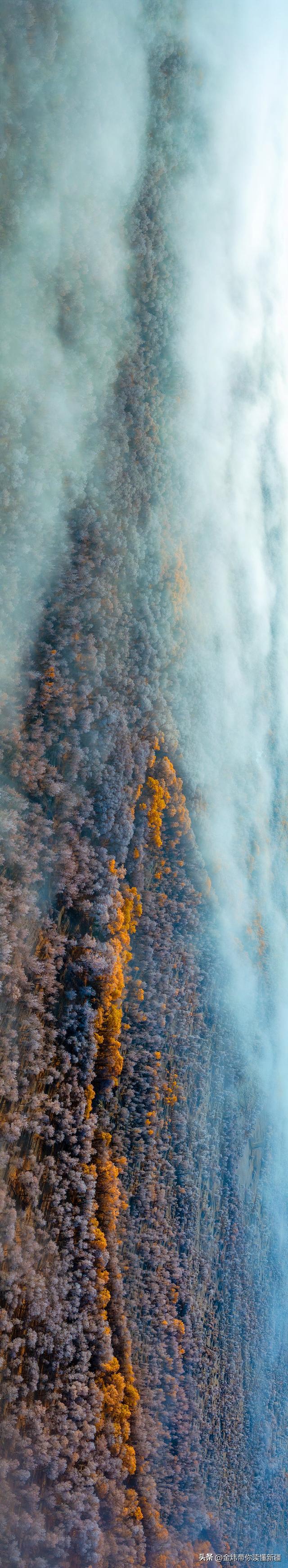 新疆轮台县：轮南胡杨林惊现雾凇奇观