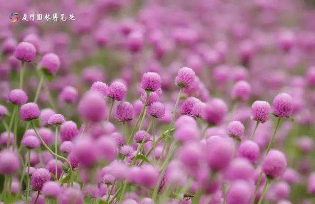 厦门秋季花海上新！红火焰、粉花海、黄金雨、橙灯笼……邂逅9月浪漫~