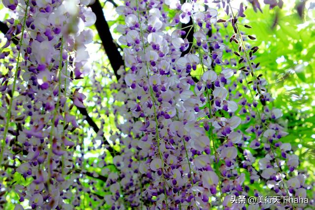 玉渊潭公园紫藤花开，诗意满满，演绎“一帘幽梦”的极致浪漫