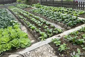 四月种植这8种蔬菜，30天左右就可以收获，抓紧种图片