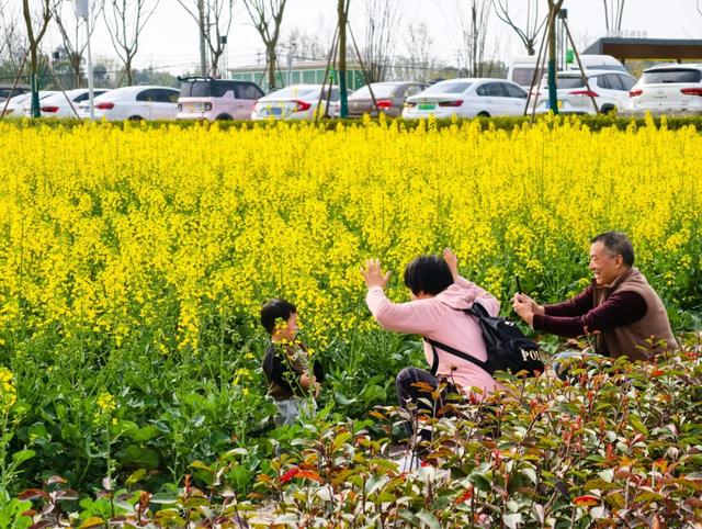 100%出片！郫都蝴蝶村彩色油菜花海，进入最美花期