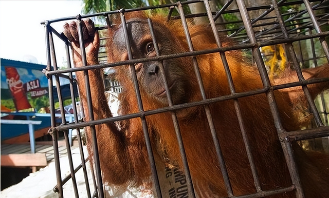 被锁暗室6年：剃毛穿丝袜当玩物，惨状撕开人类伪善面具