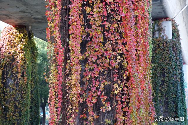 邂逅初冬美景，上海地铁11号线安亭段桥墩爬山虎红了