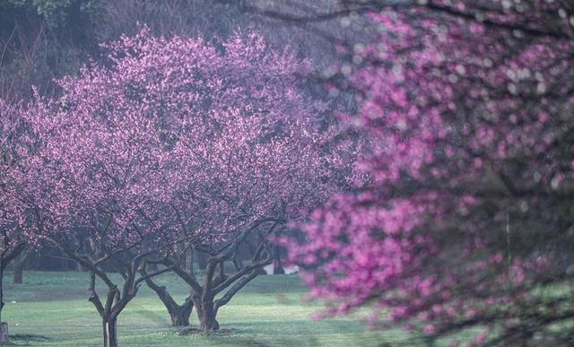广元又一公园火了！370 余株梅花全绽放，公交可达还免费！