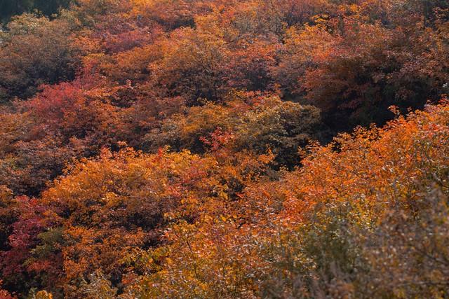 山西太原崛围红叶