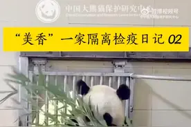 隔离检疫日记请查收！大熊猫“美香”一家回国一周，吃饭遛弯画面超可爱图片