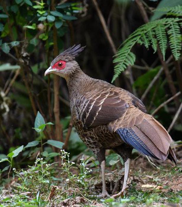 携台湾亲朋自驾游滇西南之十一