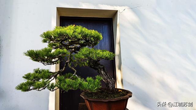 中山公园的秋，是写给武汉的一首诗