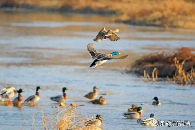 初冬汭河，摇曳一岸诗意时光