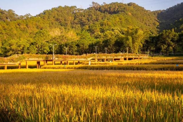 就现在，一起去南山公园遛弯~