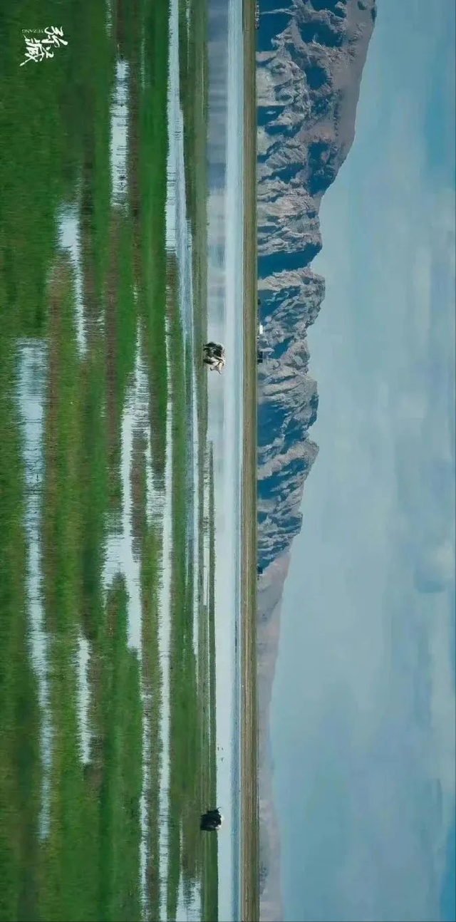 极地那曲不仅美在雪山湖泊，更美在每一棵生机盎然的树