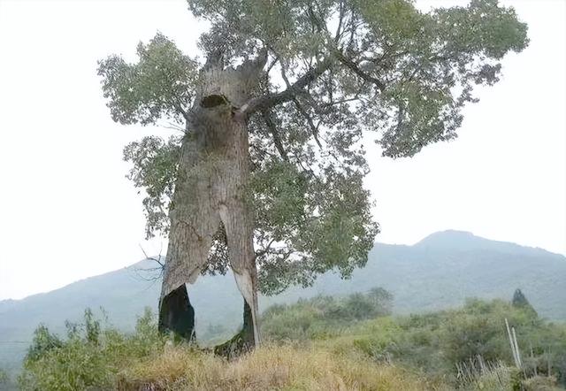 四川成都古柳倾倒致两人受伤，百年古树为何会腐烂空心？