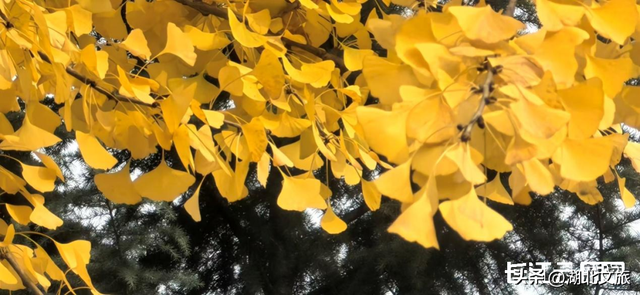 评分秋色：随州为啥被称为“杏”运城市？