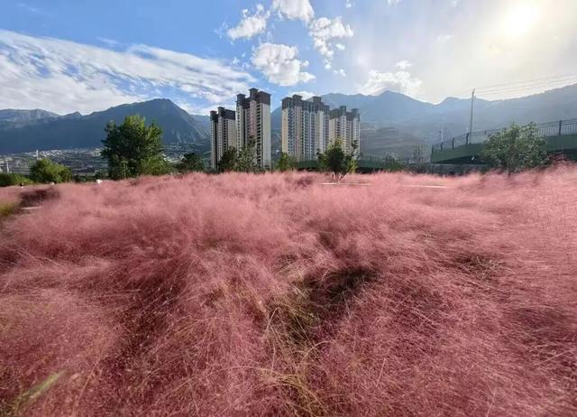 秋染武都！这份藏满彩林与烟火的深秋图鉴，你解锁了几张？