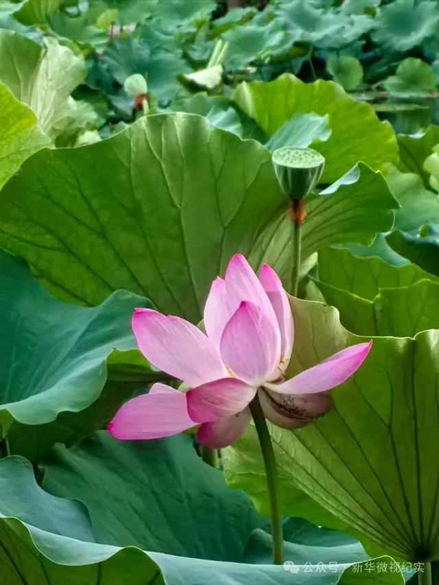 扎根污泥绽清姿：棣花古镇千亩荷花池遐思（作者：卫文龙）