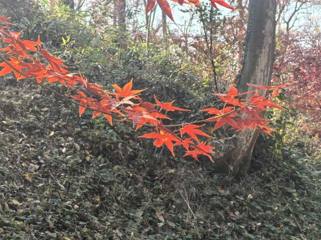 南京老山郊野一日徒步，从狮子岭兜率寺到汤泉惠济寺
