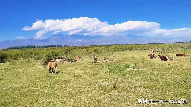 乌鲁木齐一柴窝堡湖湿地公园