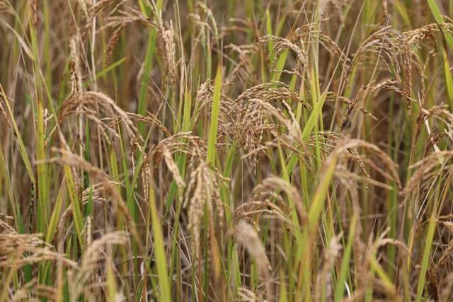 探秘“三遗产” | 哈尼梯田：不止绝美景观，生态服务守千年