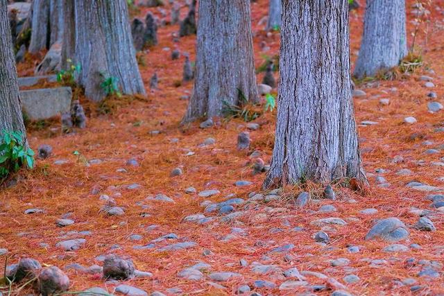 当水杉红遇上元旦红，这个假期来湘湖点亮新年希望~