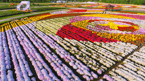 看完这朵看那朵🤩