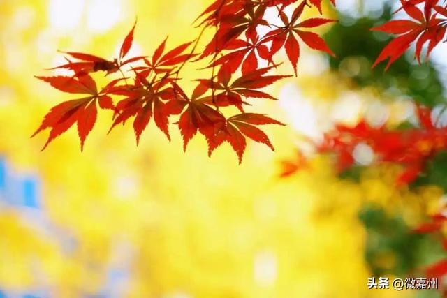 这条路颜值已达巅峰