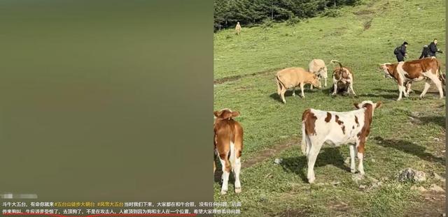 真相大白！男子遭牛群踩踏，不是因为挑逗，知情人透露 目标不是人