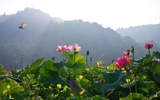 “妈，你的荷花头像可以换了”