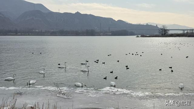 去三河口看天鹅