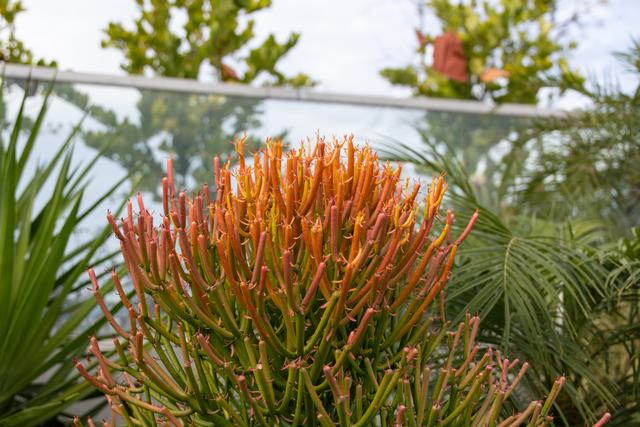 三线建设中崛起的新城——攀枝花