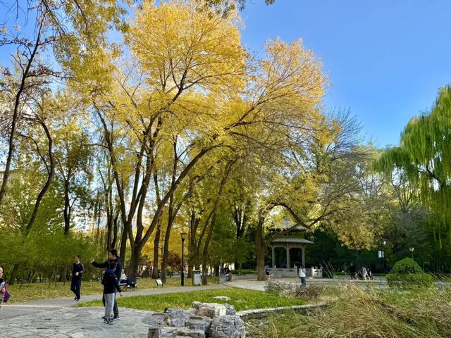 写生日记——251101 北京·玲珑公园