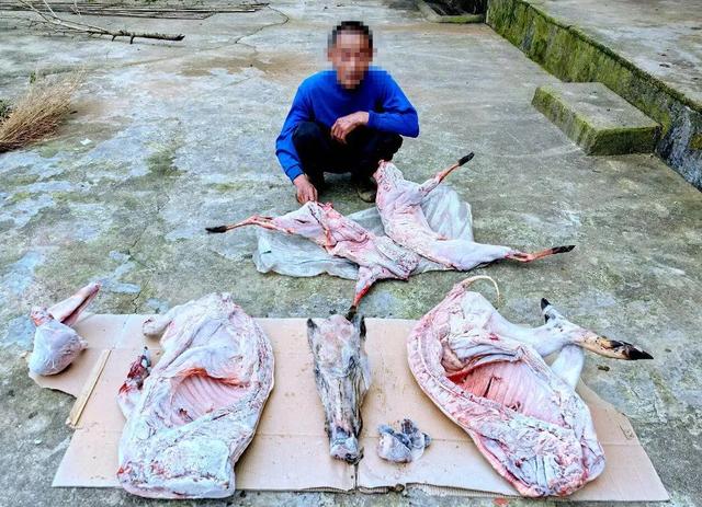 监守自盗! 2024年, 湖北一护林员在山里架980米电网, 冰柜中搜出肢体