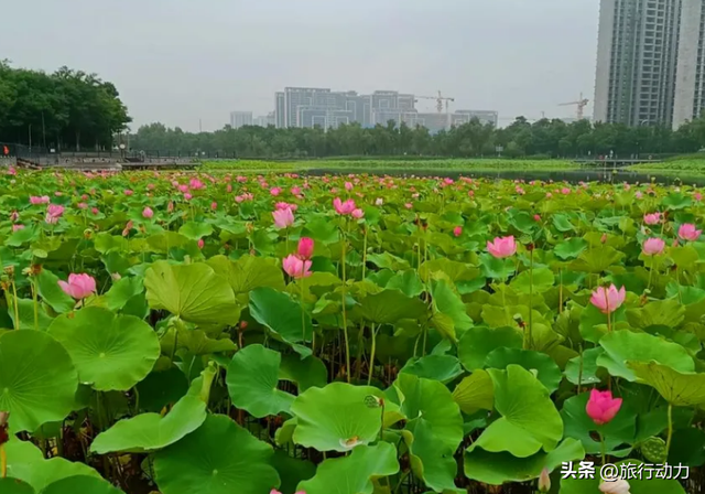 河南许昌“巨无霸”公园，总面积3300亩，免费开放，适合拍照打卡