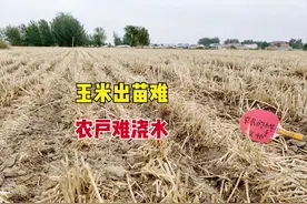 北方40度高温干旱，玉米出苗难，农户难浇水，为何不采取人工降雨图片