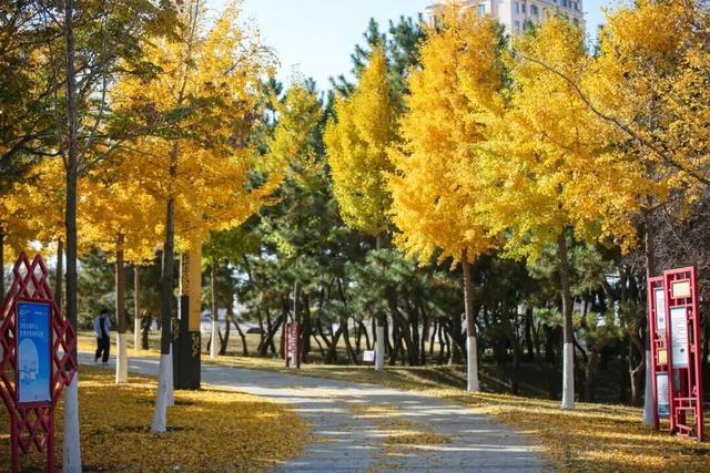 初冬限定“美拉德”风席卷莱州！诗意周末，被这些公园“包圆”了！