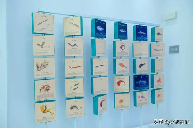 霞浦元素闪耀金鸡！《深海奇遇》携《海错图》IP入围金鸡影展，510公里海岸线藏着世界级美景