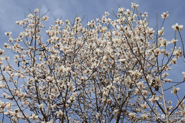 娇艳欲滴清新怡人，上海市花白玉兰竞相绽放美不胜收